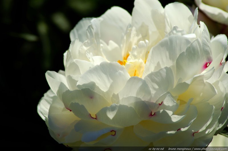 Gardenia
Mots-clés: fleurs printemps