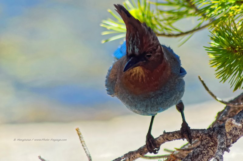 Geai de Steller au bord du lac Tenaya
Parc National de Yosemite, Californie, USA
Mots-clés: yosemite californie usa oiseau