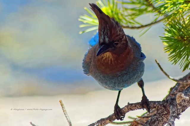 Geai de Steller au bord du lac Tenaya
Parc National de Yosemite, Californie, USA
Mots-clés: yosemite californie usa oiseau