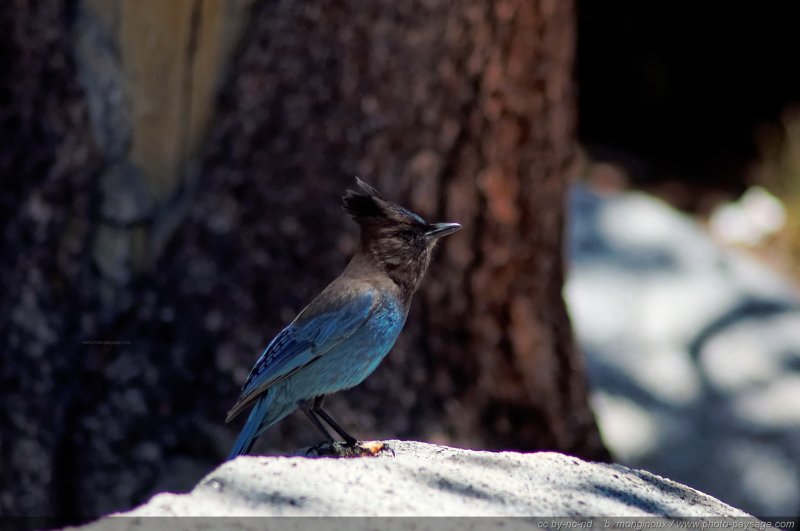 Geai de Steller
Parc National de Yosemite, Californie, USA
Mots-clés: yosemite californie usa nature oiseau foret_usa