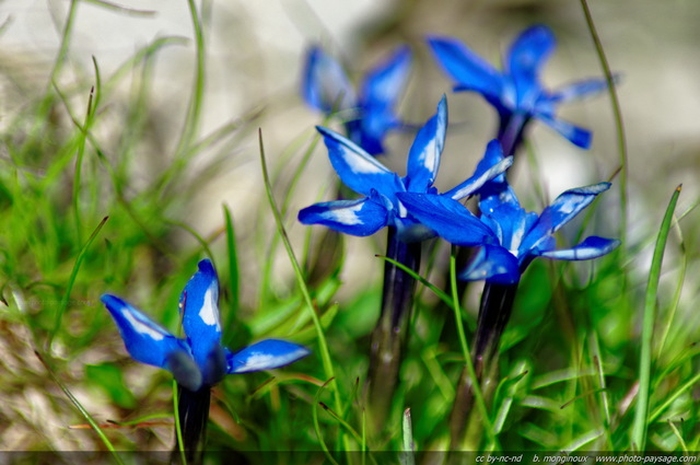 Gentiane printanière
Gentianes de printemps photographiées dans le désert de Platé
Alpes de Haute-Savoie
Mots-clés: alpes montagne categ_ete fleur-de-montagne