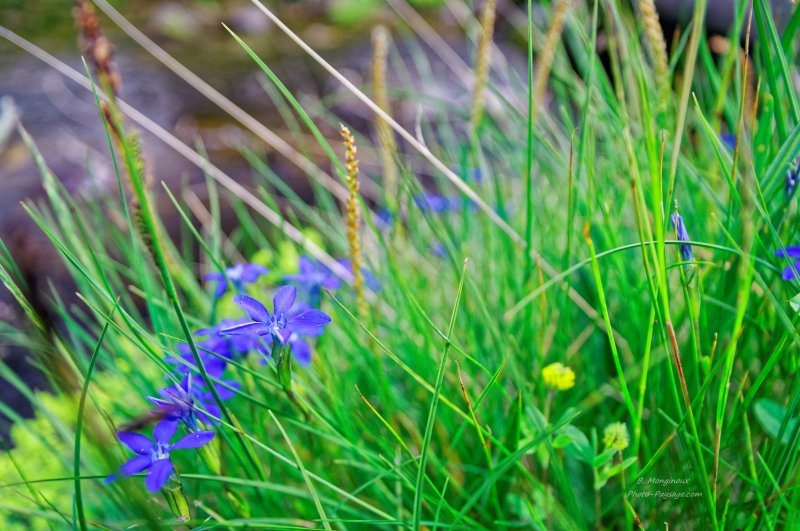 Gentianes
Parc national du Mercantour, Alpes-de-Haute-Provence
Mots-clés: fleur-de-montagne categ_ete mercantour