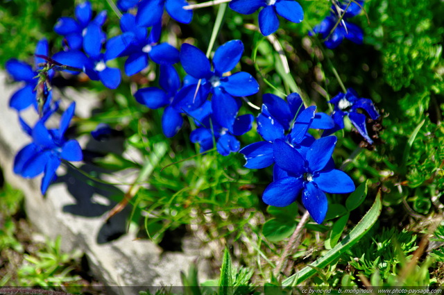 Gentianes de printemps
Désert de Platé
Alpes de Haute-Savoie
Mots-clés: alpes montagne categ_ete fleur-de-montagne