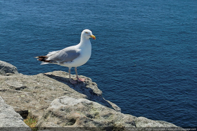 Goéland sur le bord d'une falaise à  la Pointe du Raz - 01
Pointe du Raz, Finistère, Bretagne
Mots-clés: oiseau goeland finistere bretagne