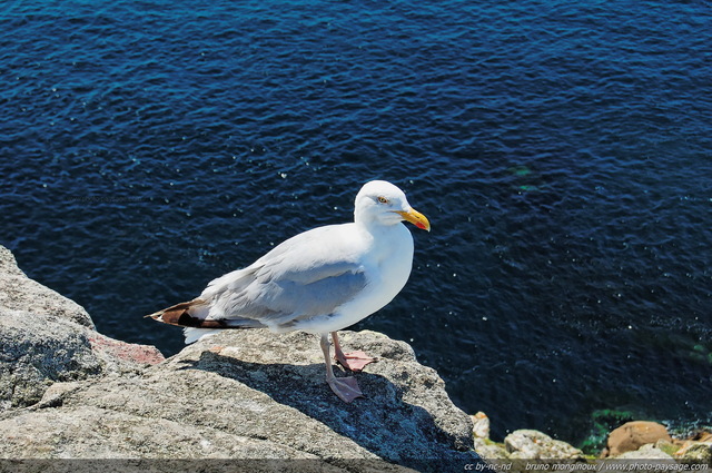 Goéland sur le bord d'une falaise à la Pointe du Raz - 02
Pointe du Raz, Finistère, Bretagne
Mots-clés: oiseau goeland finistere bretagne