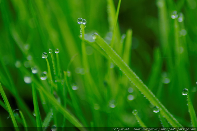 Gouttelettes
Mots-clés: goutte herbe pelouse rosee