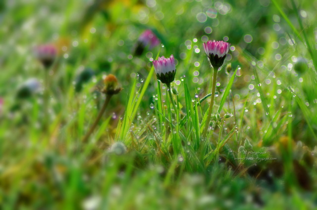 Gouttes de rosée printanières
[Images de printemps]
Mots-clés: printemps goutte autres_fleurs