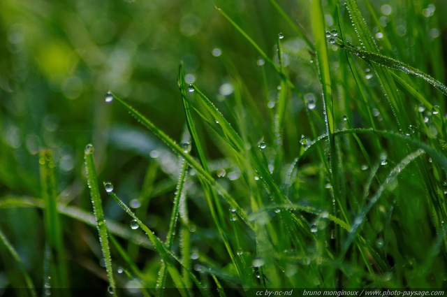 Gouttes de rosée
Mots-clés: goutte herbe pelouse rosee