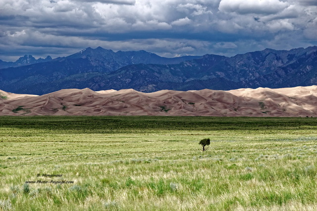 Un arbre seul dans la prairie face aux Great Sand Dunes
Ces dunes de sable sont les plus hautes d'Amérique du Nord (230 m). En arrière plan, les Sangre de Cristo Mountains.
Great Sand Dunes National Park, Colorado, USA
Mots-clés: colorado usa categ_ete desert dune sable campagne_usa les_plus_belles_images_de_nature arbre_seul