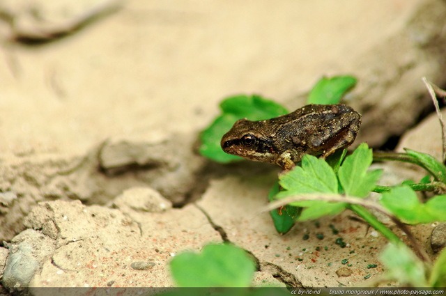 Petite grenouille au bord du lac
Plaine du lac de Flaine - Haute-Savoie
Mots-clés: grenouille categ_animal zone-humide prairie alpes montagne nature haute-savoie