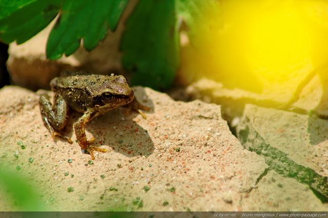 Une minuscule grenouille près du lac de Flaine
Plaine du lac de Flaine - Haute-Savoie
Mots-clés: grenouille categ_animal zone-humide prairie alpes montagne nature haute-savoie