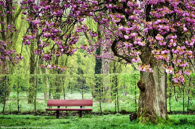 Un banc à  l'ombre d'un cerisier en fleurs 
Parc de Sceaux, Hauts-de-Seine
Mots-clés: Printemps cerisier