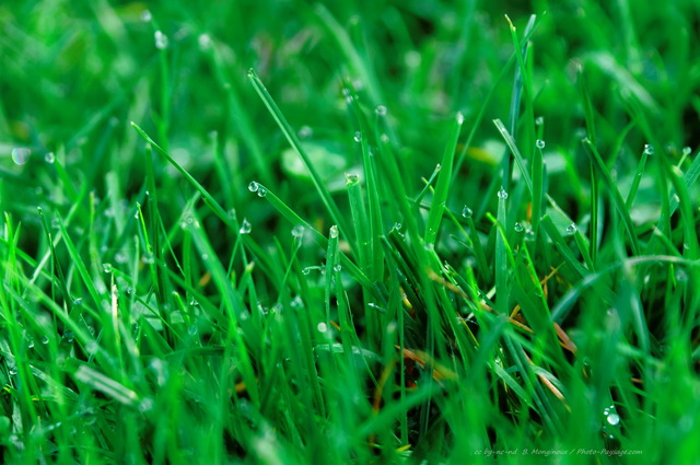 Herbe et gouttes d'eau   1
Des gouttes de rosée se sont déposées sur les brins d'herbe d'une pelouse en automne.
Mots-clés: herbe goutte