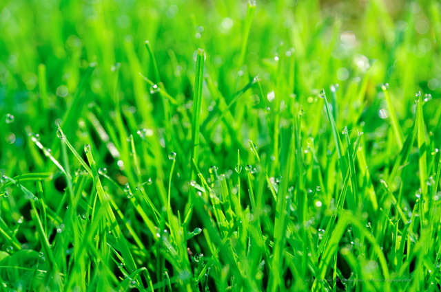 Herbe et gouttes d'eau   2
Des gouttes de rosée se sont déposées sur les brins d'herbe d'une pelouse en automne.
Mots-clés: herbe goutte