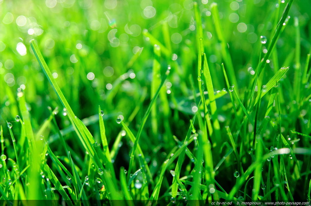 Le soleil se reflète dans les gouttes d'eau sur les brins d'herbe
Mots-clés: herbe goutte