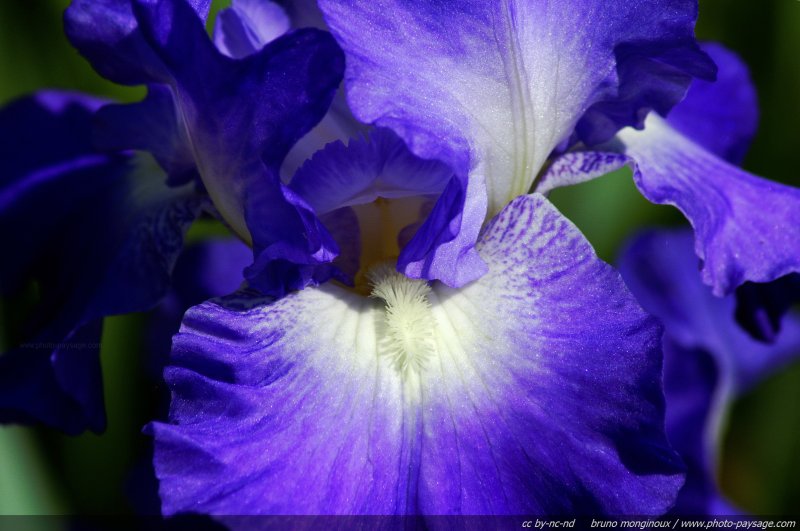 Iris bleu
Mots-clés: fleurs printemps iris