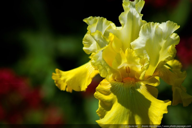 Iris jaune - 01 1
Mots-clés: fleurs printemps iris