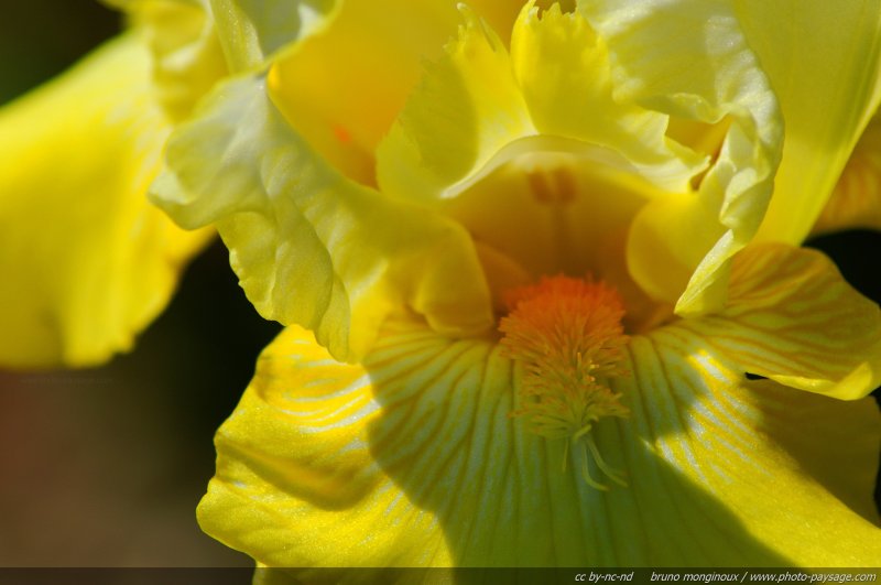 Iris jaune - 02
Mots-clés: fleurs printemps iris