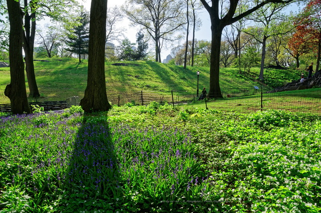 Jacinthes bleues au bord d'une allée de Central Park
Manhattan, New-York, USA
Mots-clés: Manhattan New-York USA printemps jacinthe