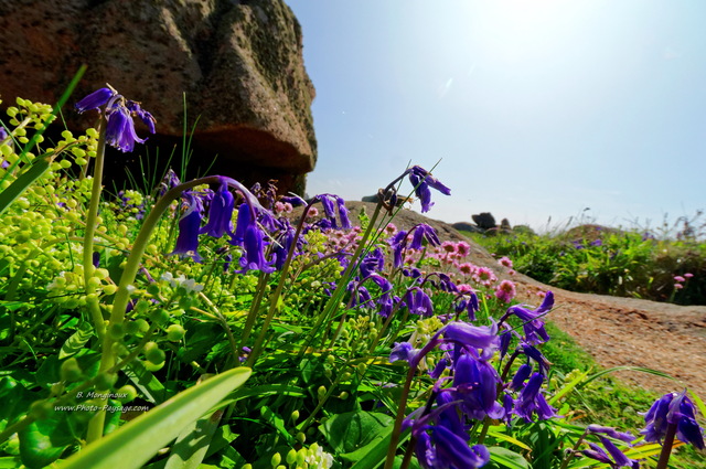 Jacinthes au milieu des rochers sur la côte de granit rose
Presqu'île Renote, Trégastel, Côtes-d'Armor, Bretagne
Mots-clés: bretagne littoral mer manche fleurs jacinthe cotes-d-armor