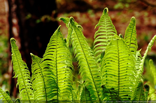 Jeunes fougères sous la lumière diffuse d'un soleil printanier
Mots-clés: fougere plante feuille printemps