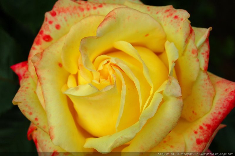 Jolie rose
Mots-clés: rose fleurs printemps
