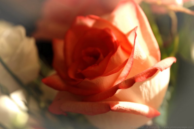 Jolie_rose_ 1
Mots-clés: fleurs rose