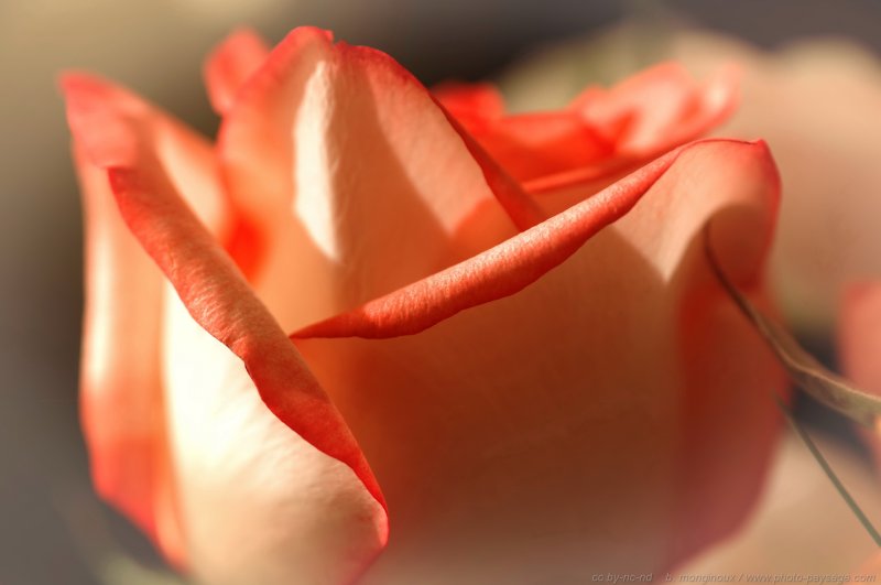 Jolie_rose_ 2
Mots-clés: fleurs rose