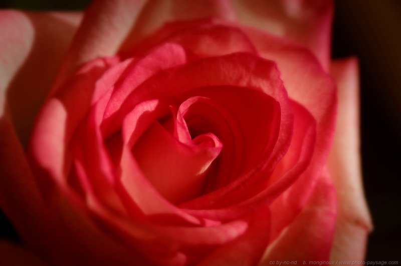 Jolie_rose_ 4
Mots-clés: fleurs rose