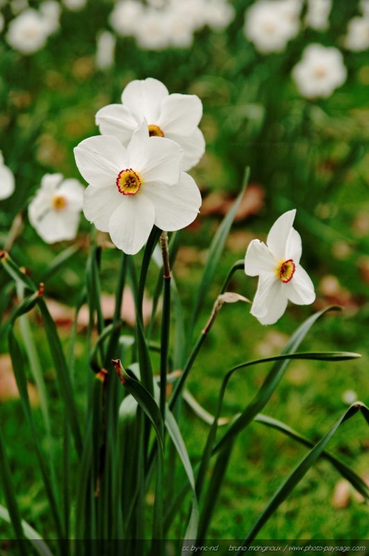 Narcisses printanières
[Le printemps en image]
Mots-clés: jonquille narcisse printemps fleurs nature cadrage_vertical