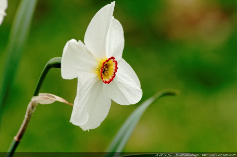 Une jonquille blanche
[Le printemps en image]
Mots-clés: jonquille narcisse printemps fleurs nature