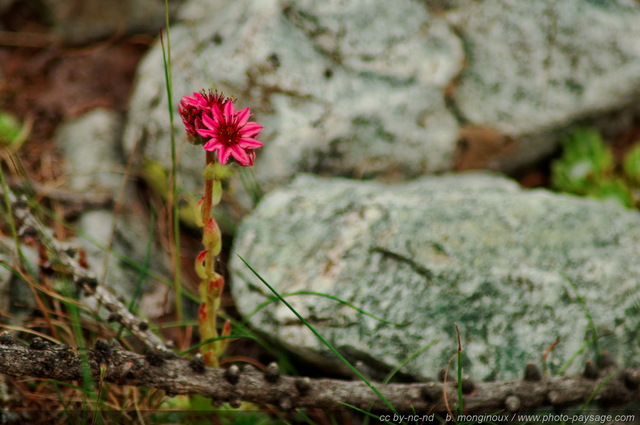 Joubarbe à  toile d\'araignée - 02
Pré de Mme Carlé, Massif des Ecrins
Mots-clés: Alpes_Ecrins montagne nature categ_ete fleur-de-montagne