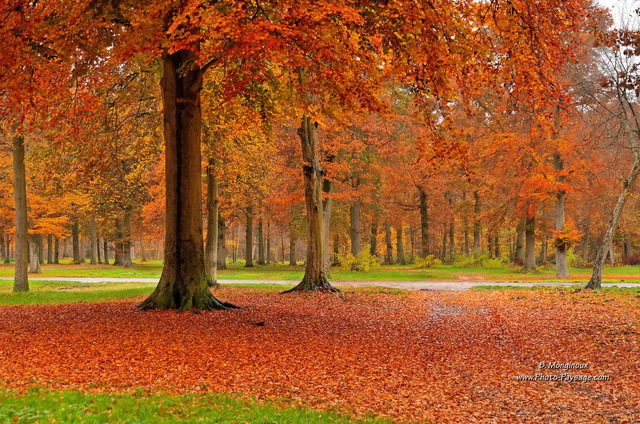 Jour d'automne sous la pluie -02
Forêt d'Ermenonville, Oise
Mots-clés: belles-photos-automne automne foret_ermenonville oise feuilles_mortes picardie les_plus_belles_images_de_nature