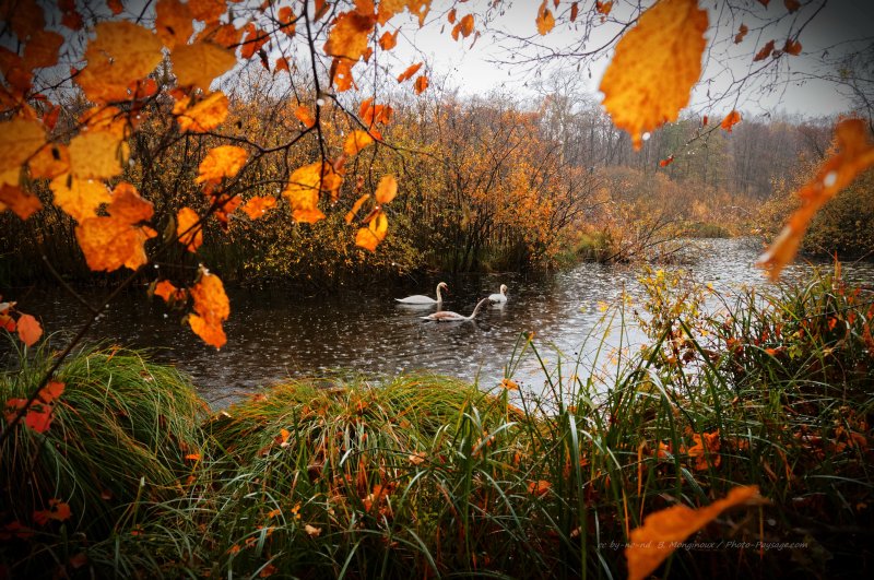 Jour d'automne sous la pluie -04
Forêt de Chantilly, Oise
Mots-clés: foret_chantilly automne oise pluie etang oiseau cygne pluie zone-humide herbe mare picardie