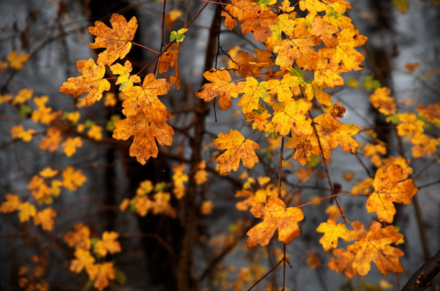 Feuilles d'érable champêtre sous la pluie
Forêt de Chantilly, Oise
Mots-clés: belles-photos-automne foret_chantilly automne oise pluie feuilles branche erable champetre picardie les_plus_belles_images_de_nature