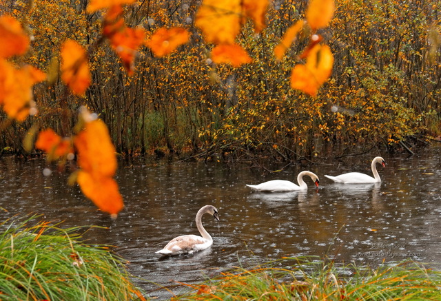 Des cygnes sous une pluie battante un jour d'automne
Forêt de Chantilly, Oise
Mots-clés: belles-photos-automne foret_chantilly automne les_plus_belles_images_de_nature oise pluie etang oiseau cygne zone-humide pluie picardie les_plus_belles_images_de_nature