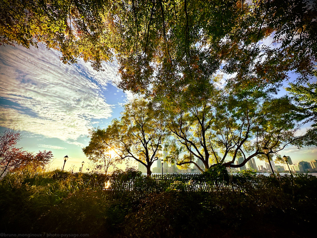 Jungle urbaine à  Manhattan 
En arrière plan : le fleuve Hudson et la skyline de Jersey City
New-York, USA
Mots-clés: contre-jour les_plus_belles_images_de_ville automne