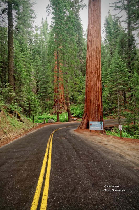 L'éntrée de la forêt de séquoias géants de Mariposa Grove 
Bois de Mariposa Grove, Parc National de Yosemite, Californie, USA
Mots-clés: yosemite californie usa sequoia foret_usa routes_ouest_amerique cadrage_vertical