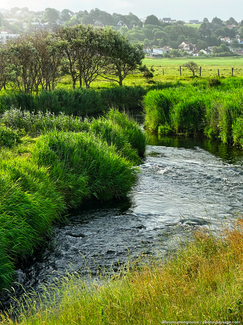 Petit matin dans la campagne normande 
L'Hyères, Criel-sur-Mer, Haute-Normandie
Mots-clés: riviere categ_ete normandie cadrage_vertical les_plus_belles_images_de_nature