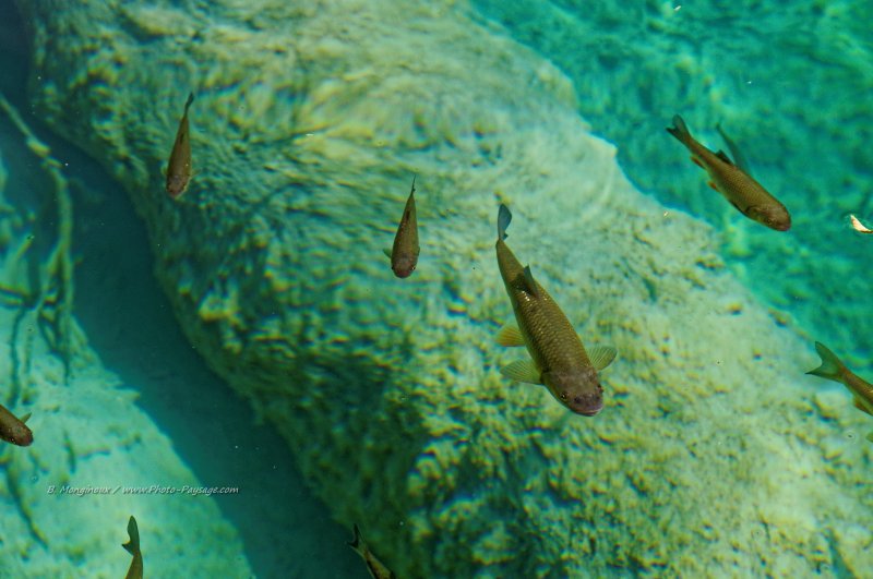 Des poissons par milliers dans une eau transparente comme du cristal...
Parc National de Plitvice, Croatie


Mots-clés: categ_animal faune poisson croatie plitvice UNESCO_patrimoine_mondial nature croatie