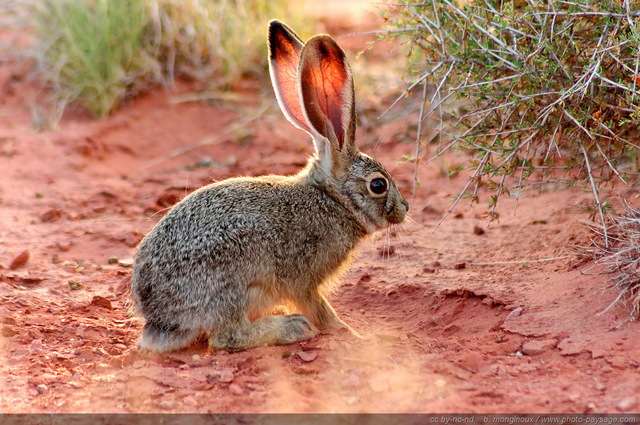 Lapin aux grands oreilles
Comme la plupart des animaux qui vivent dans le désert, ces lapins sont actifs aux heures les plus fraà®ches du début ou de fin de journée. 

Dead Horse Point state park (Canyonlands), Utah, USA
Mots-clés: USA etats-unis utah categ_animal lapin desert