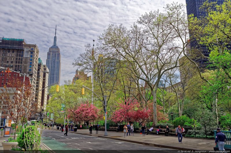 Le Madison Square Park et l'Empire State Building vus depuis la 5° avenue
Manhattan, New York, USA
Mots-clés: new-york usa printemps arbre_en_fleur regle_des_tiers
