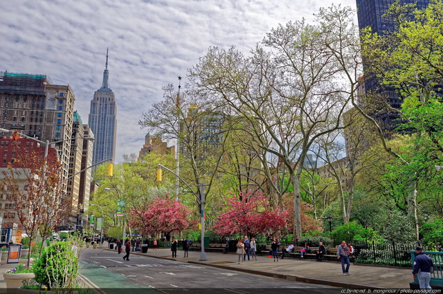 Le Madison Square Park et l'Empire State Building vus depuis la 5° avenue
Manhattan, New York, USA
Mots-clés: new-york usa printemps arbre_en_fleur regle_des_tiers