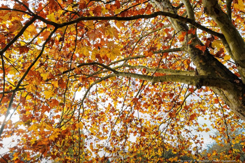 Le feuillage doré d'un platane en automne
[Photos d'automne]
Mots-clés: automne platane feuille