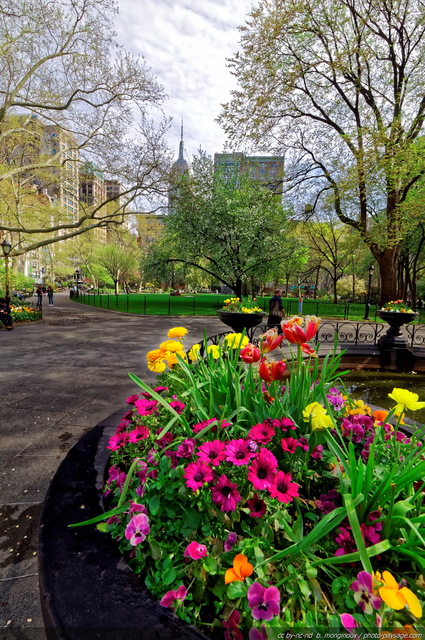 Le printemps à  Madison Square park   1
Midtown Manhattan (centre de Manhattan)
New York, USA
Mots-clés: new-york usa printemps autres_fleurs cadrage_vertical