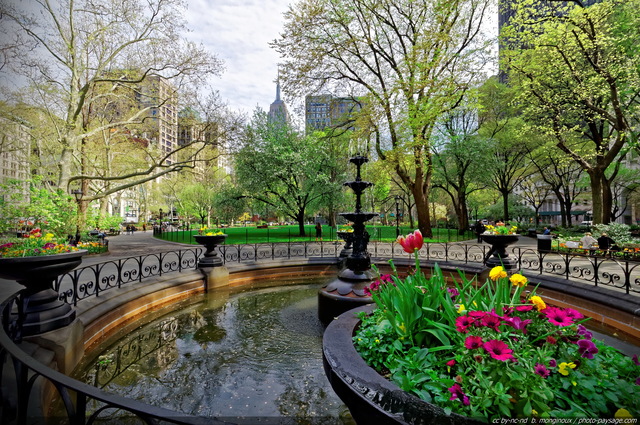 Le printemps à  Madison Square park   2
Midtown Manhattan (centre de Manhattan)
New York, USA
Mots-clés: new-york usa printemps autres_fleurs fontaine