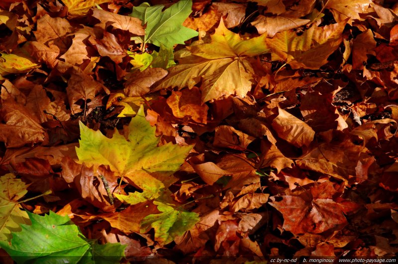 Le sol de la forêt est recouvert de feuilles de platanes
Forêt de Ferrières, Seine et Marne
Mots-clés: automne nature feuilles_mortes platane