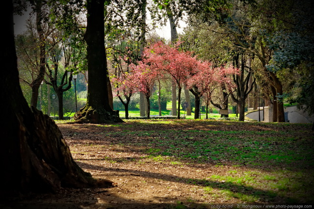 Le printemps à  Rome  (Villa Borghèse)
Rome, Italie
Mots-clés: rome italie jardins_de_rome arbre_en_fleur printemps