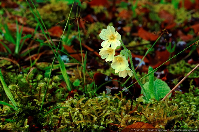 Le printemps dans les sous-bois
[Promenade dans les bois...]
Mots-clés: fleurs_des_bois printemps mousse