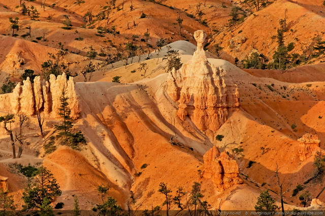 Les Hoodoos éclairés par la lumière du coucher de soleil   02
Sunset Point, Bryce Canyon National Park, Utah, USA
Mots-clés: bryce_canyon utah usa nature hoodoo categ_ete desert montagne_usa